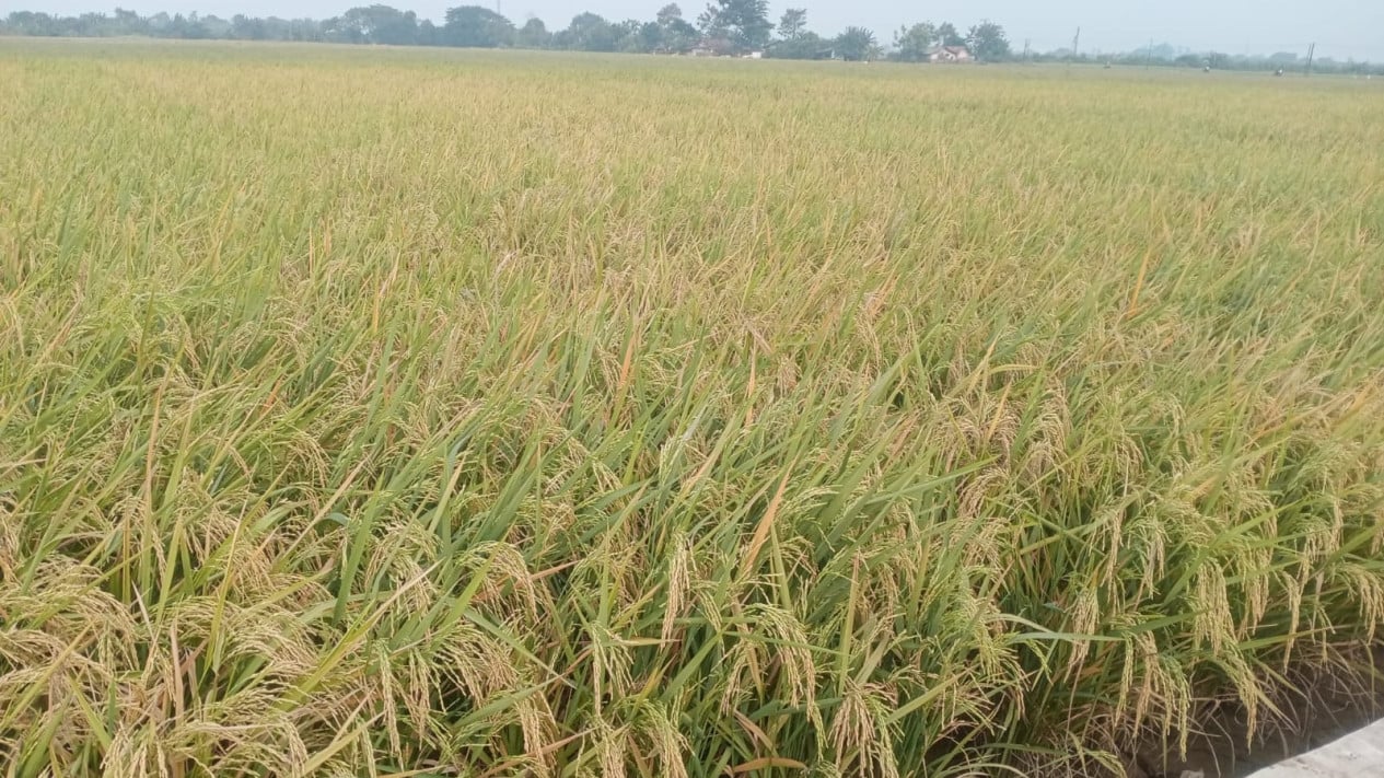 Serapan Gabah Bulog Capai 100 Persen di Karawang, Petani Diuntungkan